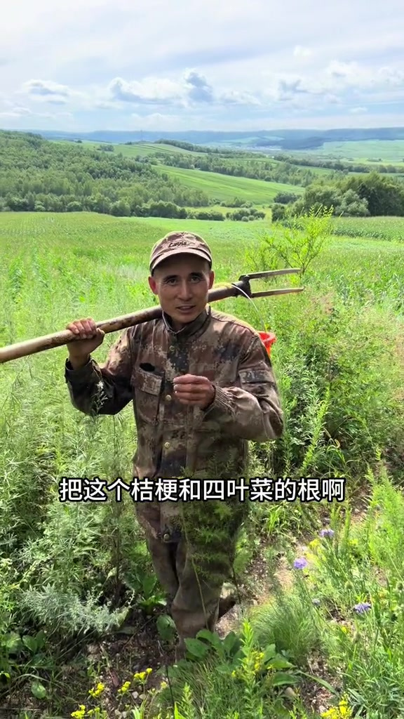 四叶菜根桔梗根回家炝拌