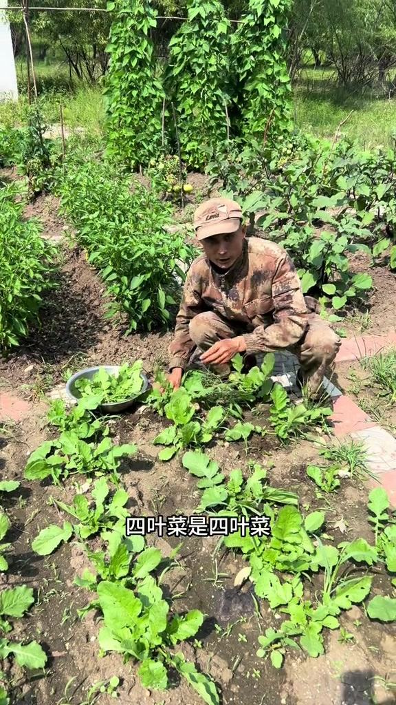 挖桔梗回来拌小咸菜