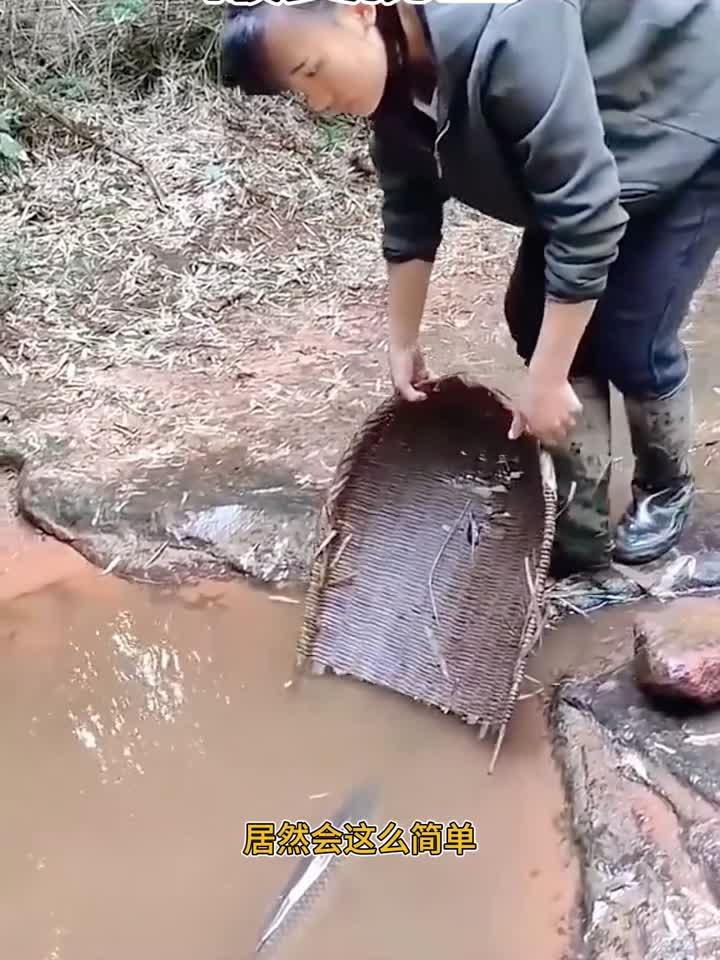 簸箕捞鱼,轻轻松松