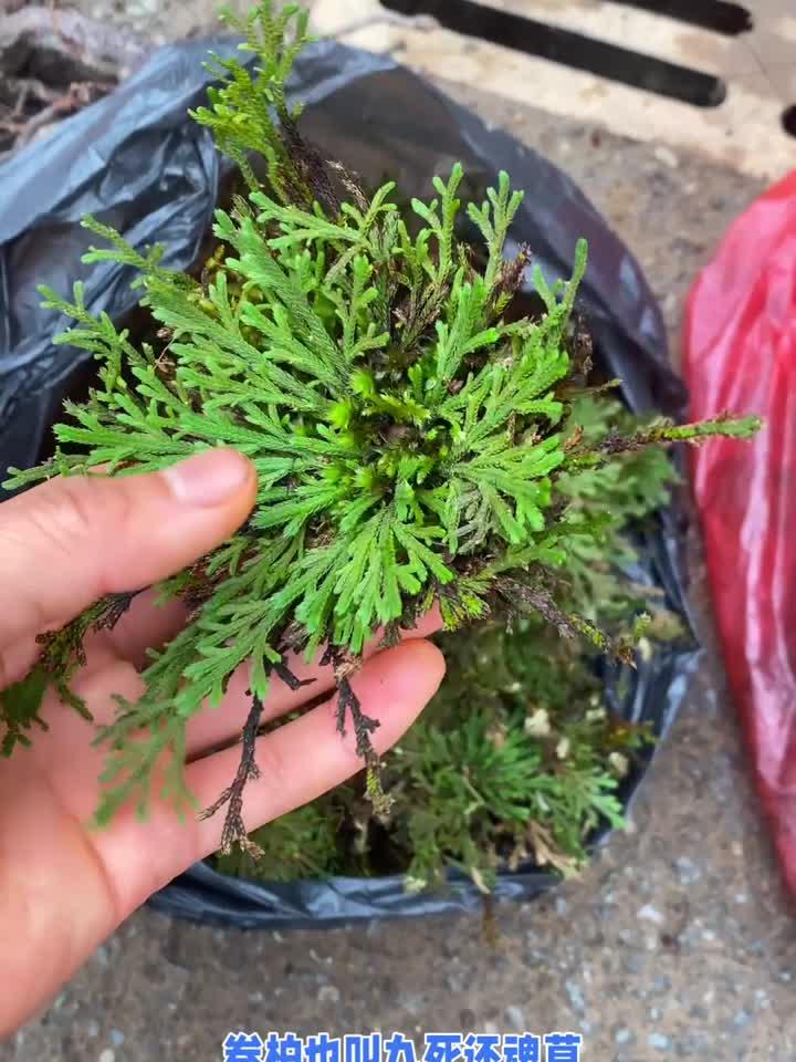 58种中药材一次认全,实用入门指南