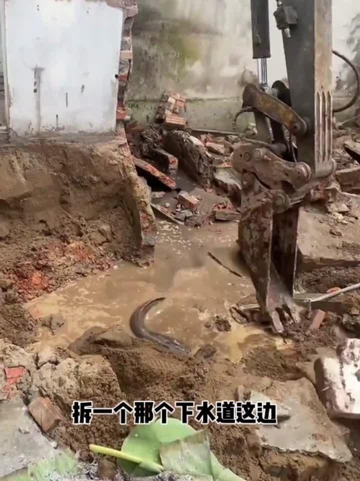 今天开挖机给人家拆下水道,没想到挖出一个大鲶鱼,这玩意能吃吗