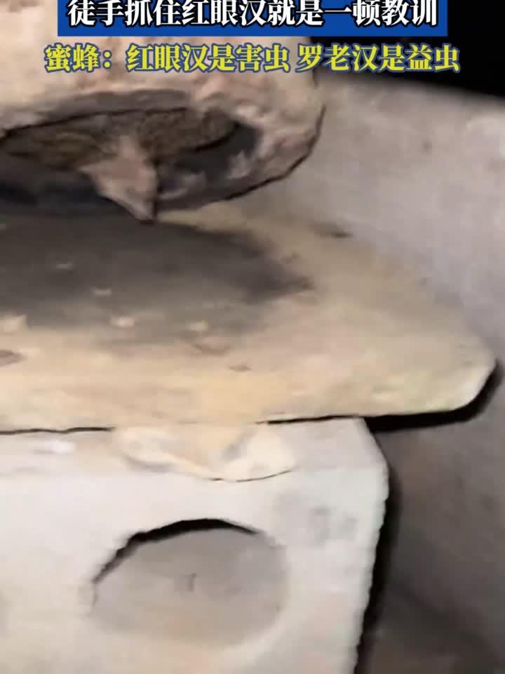 男子打开蜂窝,徒手抓住“红眼汉”就是一顿教训,蜜蜂:红眼汉是