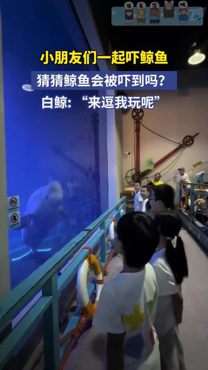 小朋友们一起吓鲸鱼,猜猜鲸鱼会被吓到吗?