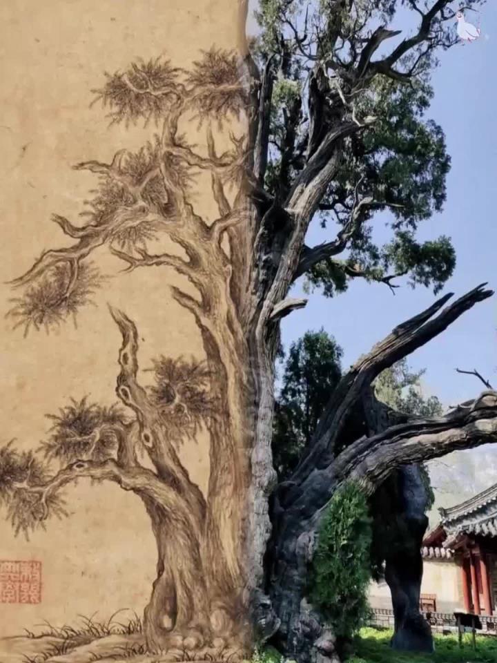 乾隆275年前画的一棵树 这是乾隆御笔《嵩阳汉柏图》,是乾隆1750年赴河南登封嵩阳书院