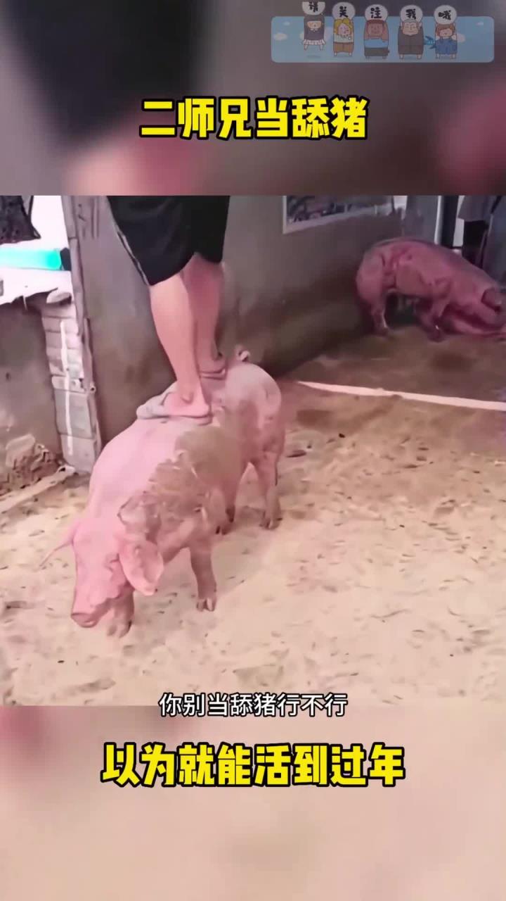 二师兄当舔猪了