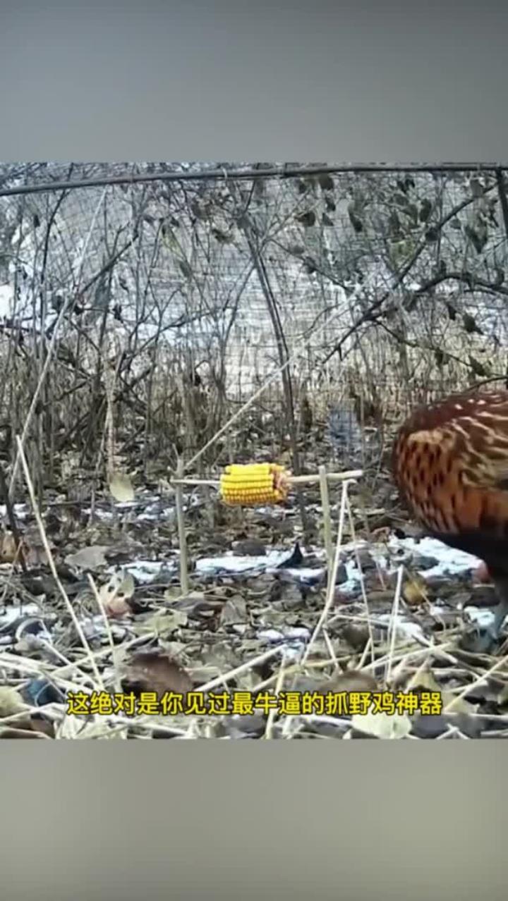 男子自制抓野鸡神器，轻松捕获一只野鸡