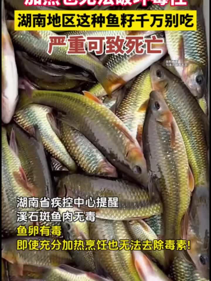 这种鱼不能乱吃!湖南多地上报食用溪石斑鱼卵中毒事件