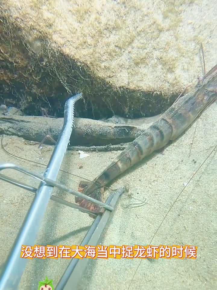 大海里捉龙虾,太轻松了