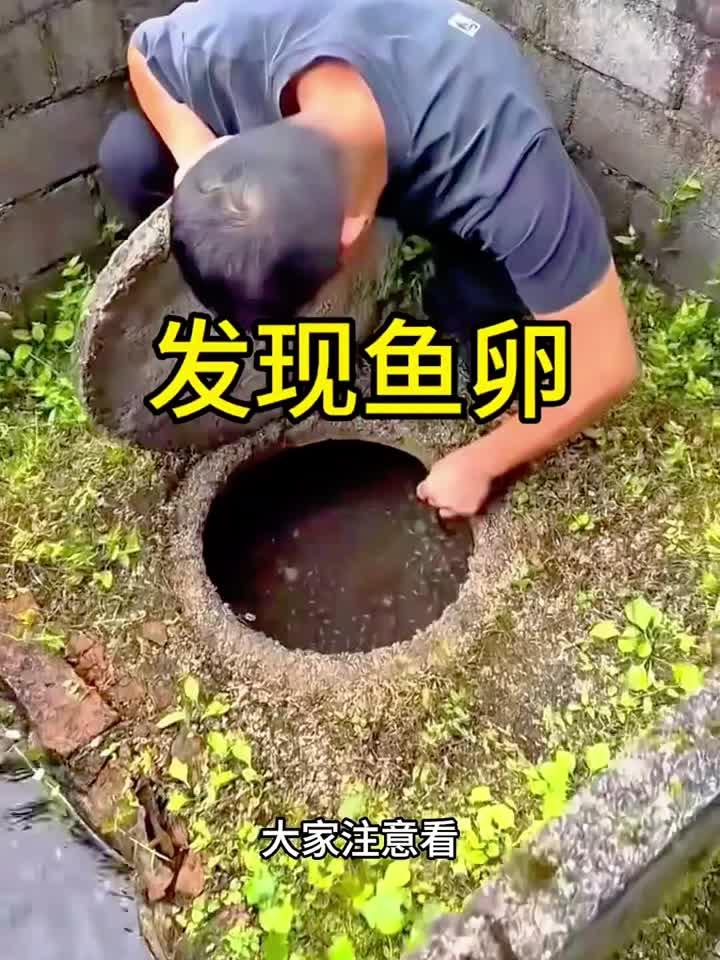 这是什么鱼卵啊，怎么这么大一颗：专业