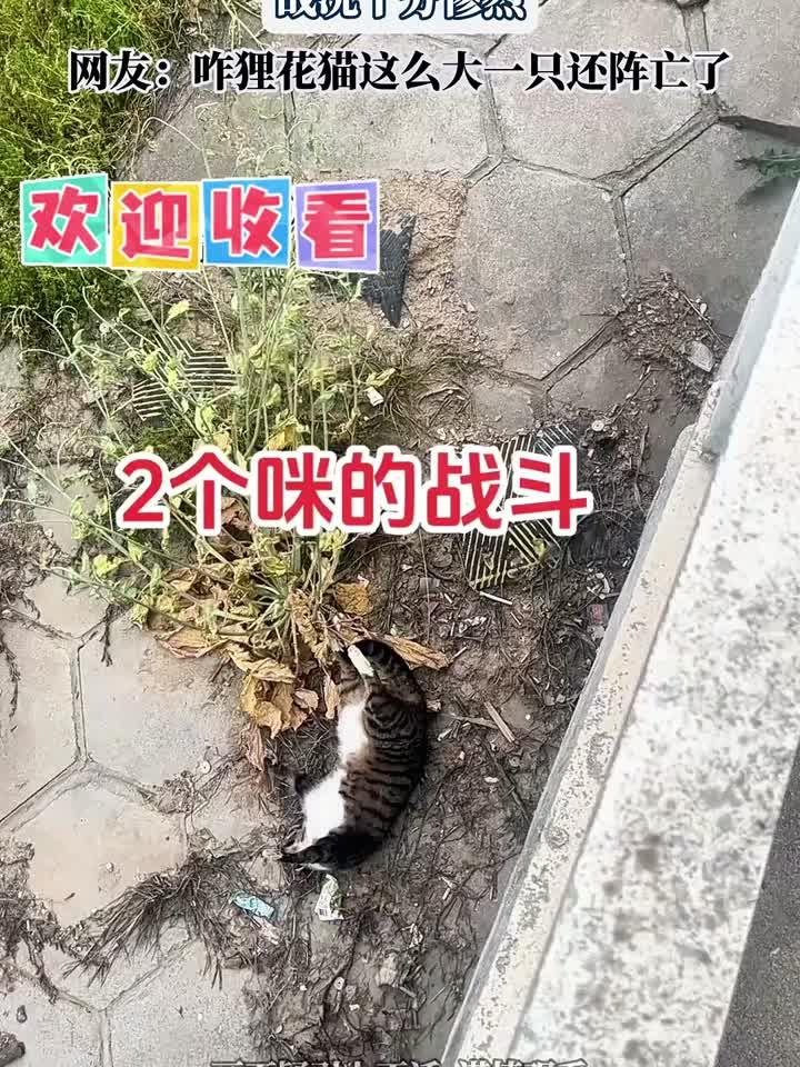 狸花猫和黄鼠狼战斗之后,战况十分惨烈
