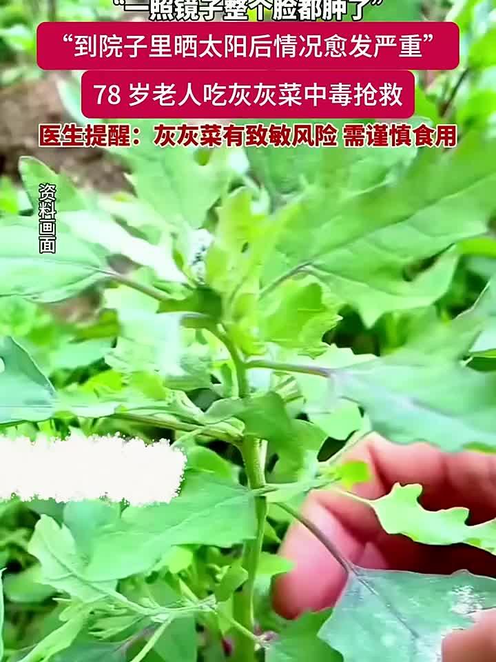 78岁老人误食野菜险丧命，医生提醒：这种常见菜有毒！