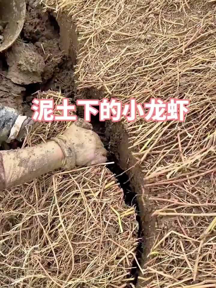 我就好奇这生长在泥土里的小龙虾,肚子里都是什么呀?
