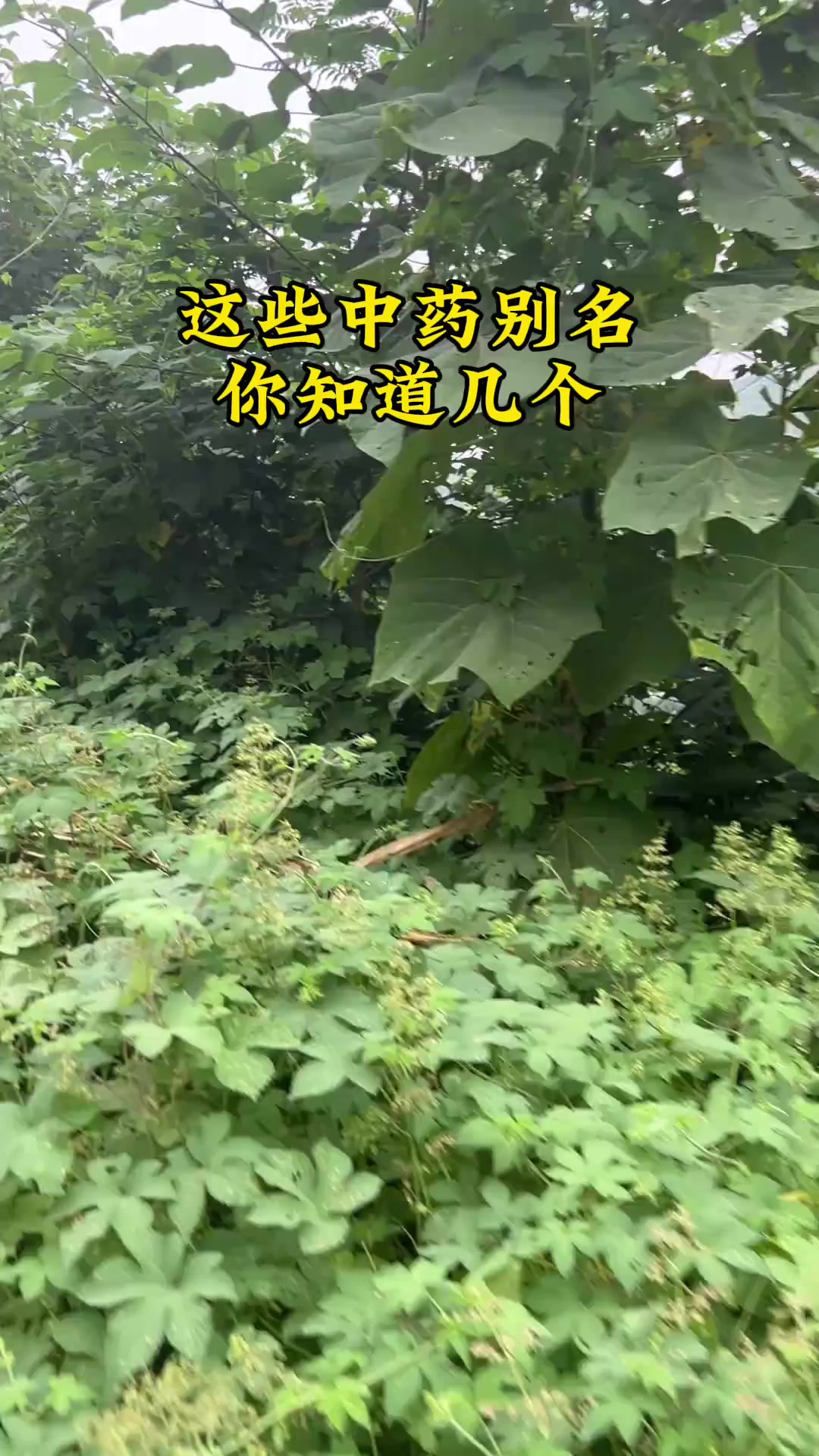 这些中医别名你知道几个?