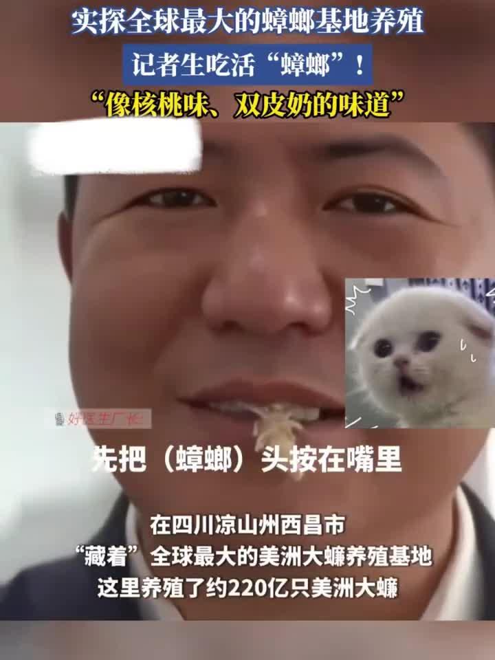 实探全球最大的蟑螂基地养殖，记者生吃活“蟑螂”！