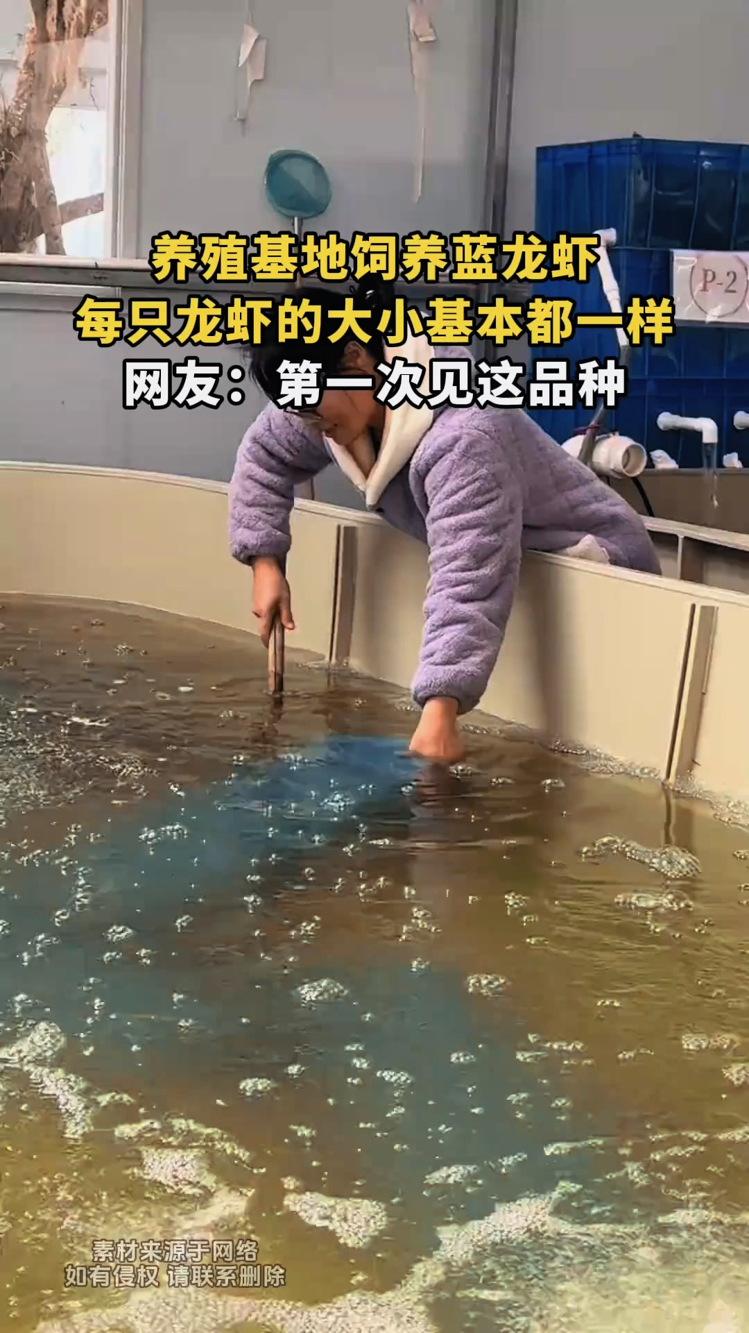 养殖基地饲养蓝龙虾,每只龙虾的大小基本都一样,网友:第一次见