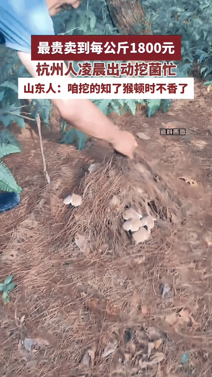 菌中之王火了!鸡枞菌最贵卖到每公斤1800元,杭州人凌晨出动