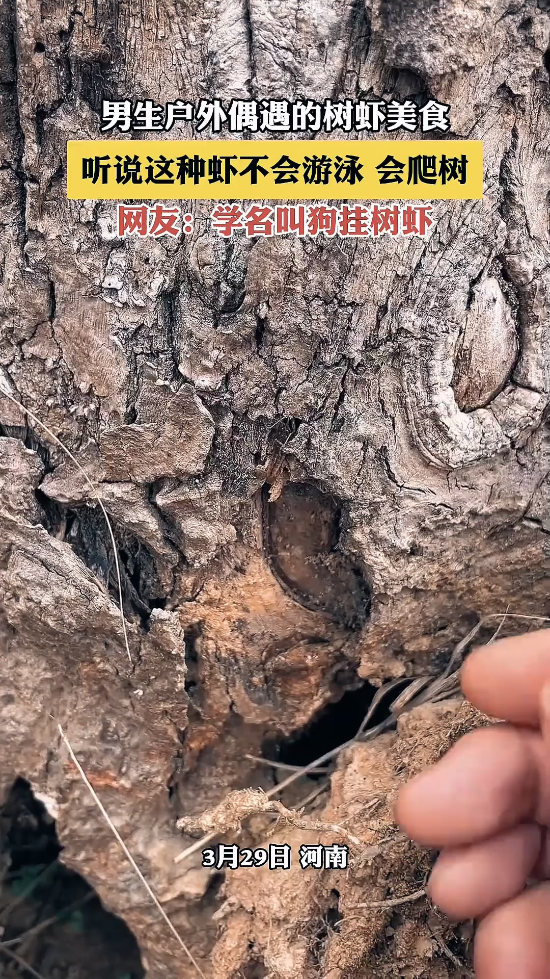 男生户外偶遇的树虾美食,听说这种虾不会游泳,会爬树