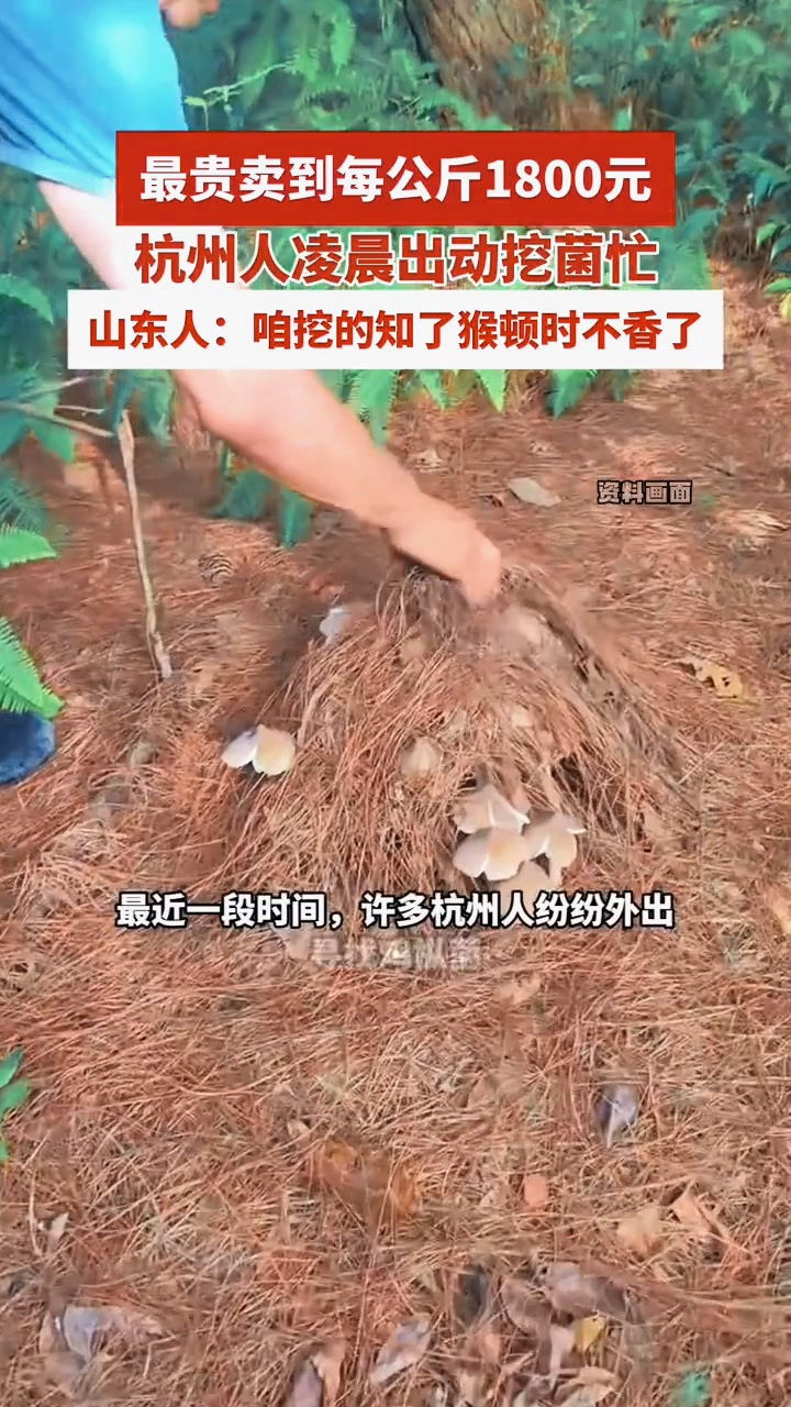 菌中之王火了!鸡枞菌最贵卖到每公斤1800元,杭州人凌晨出动