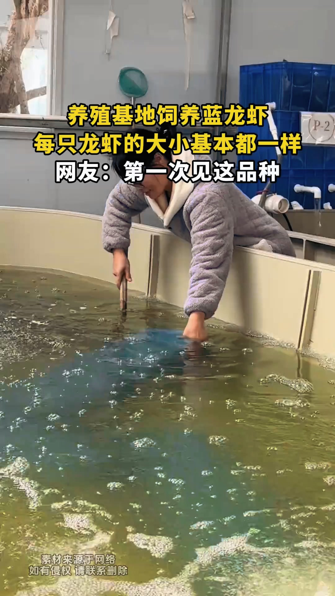 养殖基地饲养蓝龙虾,每只龙虾的大小基本都一样,网友:第一次见