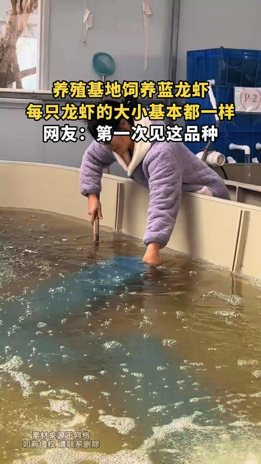 养殖基地饲养蓝龙虾,每只龙虾的大小基本都一样,网友:第一次见