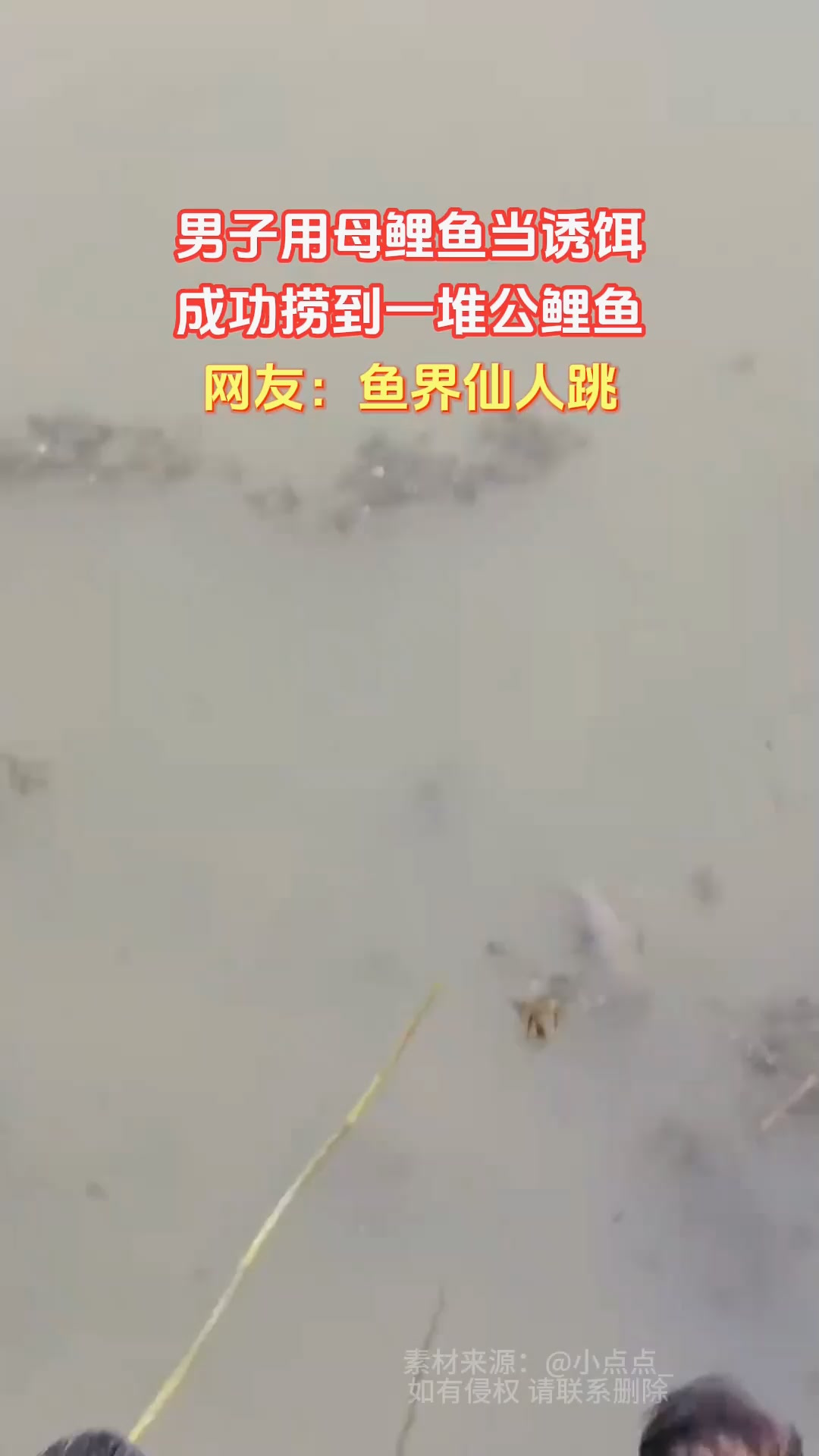 男子用母鲤鱼当诱饵,成功捞到一堆公鲤鱼,网友:鱼界仙人跳