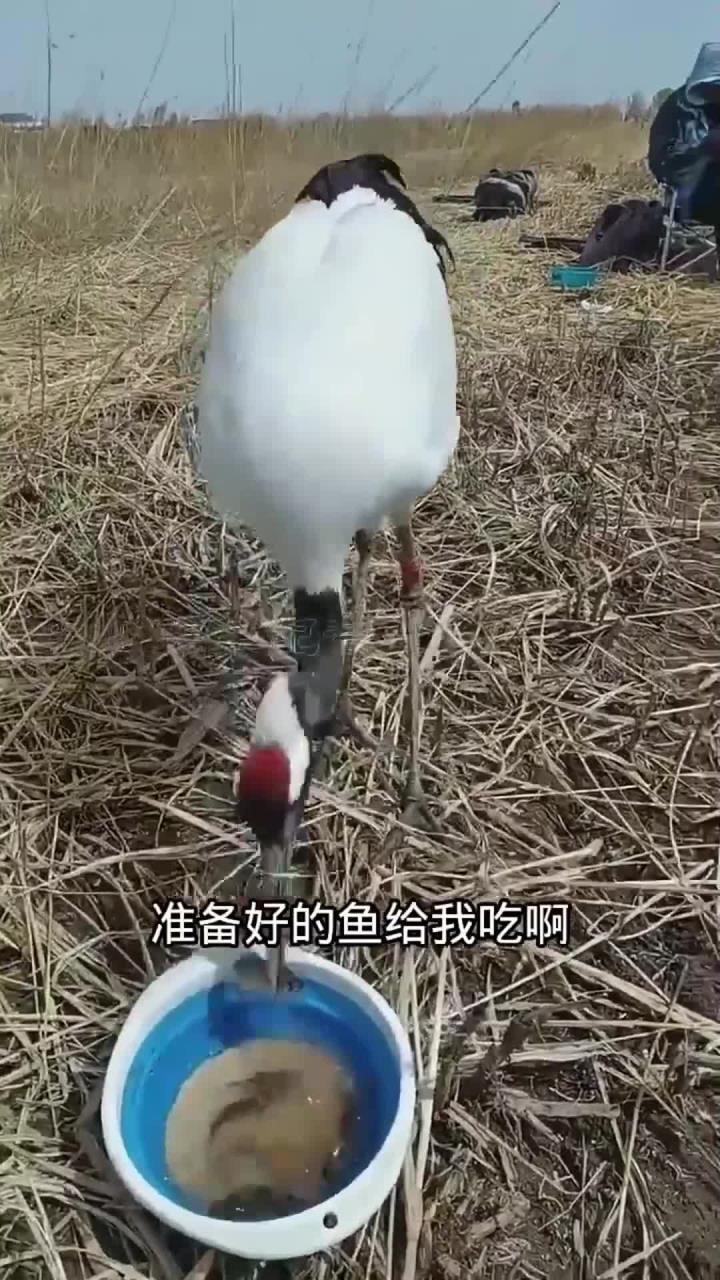 丹顶鹤吃鱼，不白吃你的