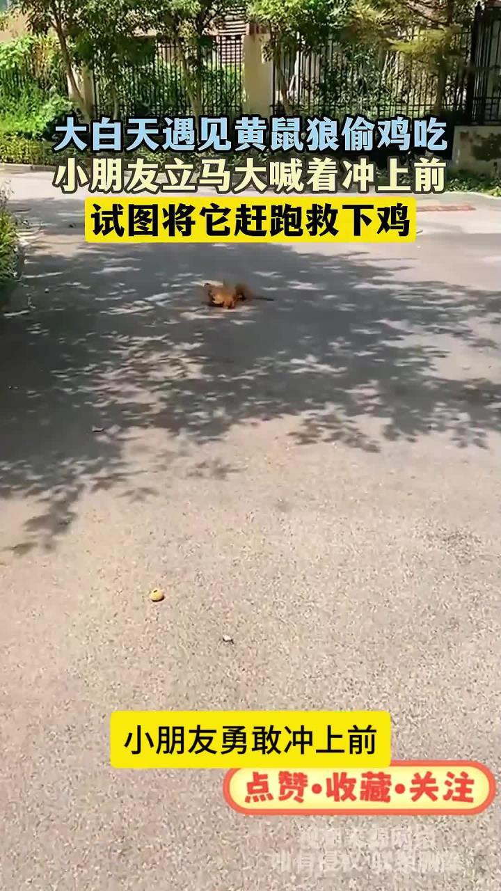大白天遇见黄鼠狼偷鸡吃,小朋友立马大喊着冲上前