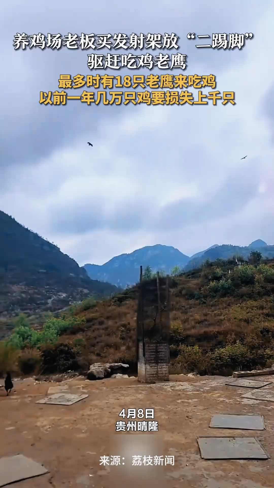 忍不了了！养鸡场老板买发射架放“二踢脚”驱赶吃鸡老鹰，最多时