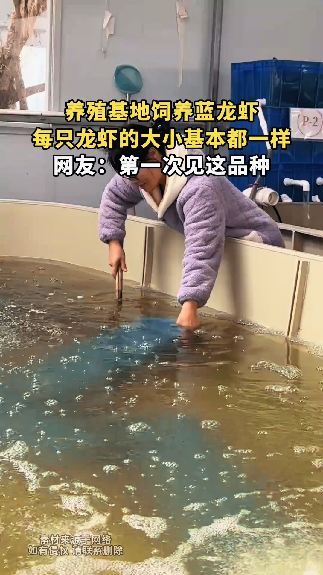 养殖基地饲养蓝龙虾,每只龙虾的大小基本都一样,网友:第一次见
