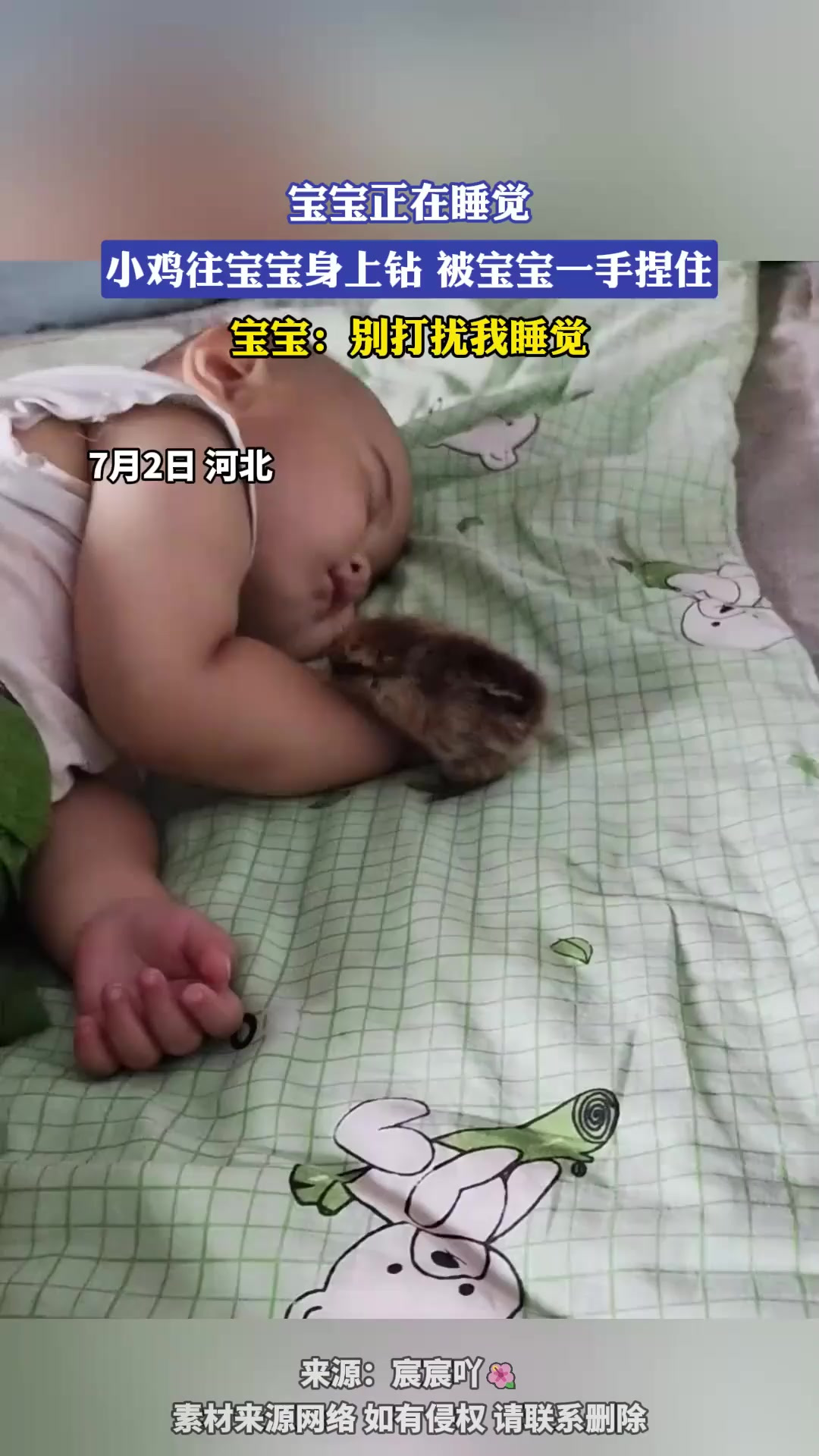 宝宝正在睡觉,小鸡往宝宝身上钻,被宝宝一手捏住