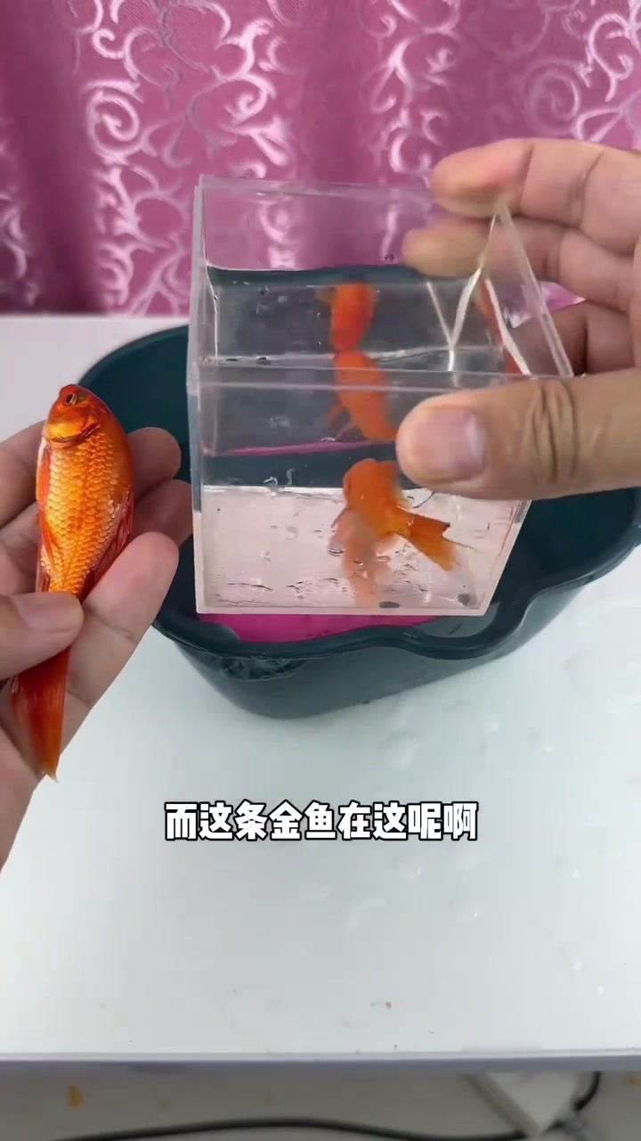 离谱！据说金鱼放气球里养，几天就能长大一斤，亲测