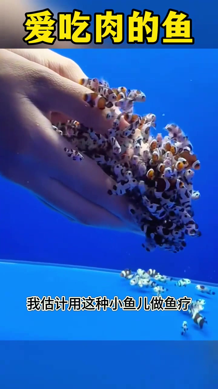 爱吃肉的鱼,特别的舒服