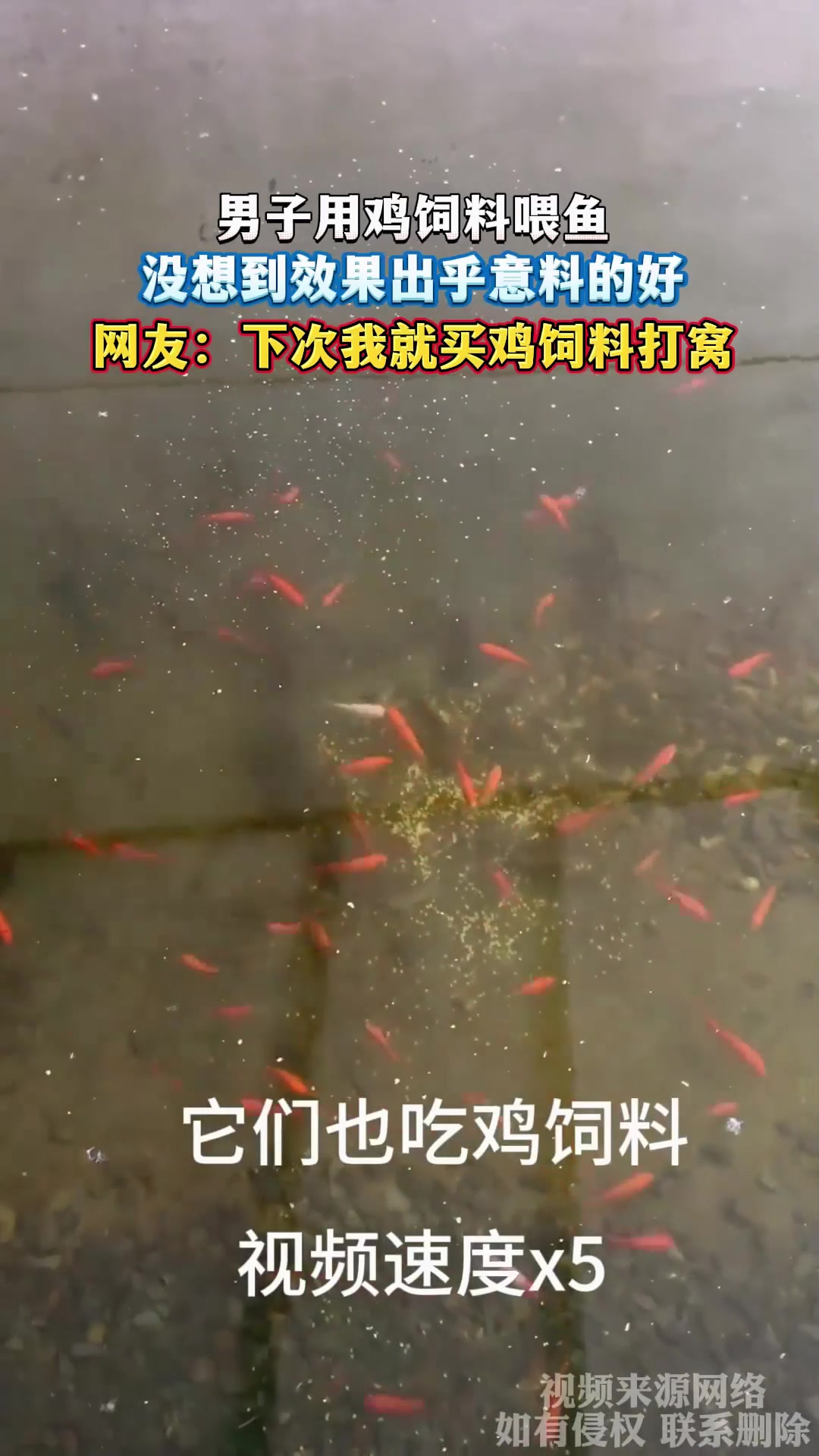 男子用鸡饲料喂鱼,没想到效果出乎意料的好,网友:下次我就买鸡