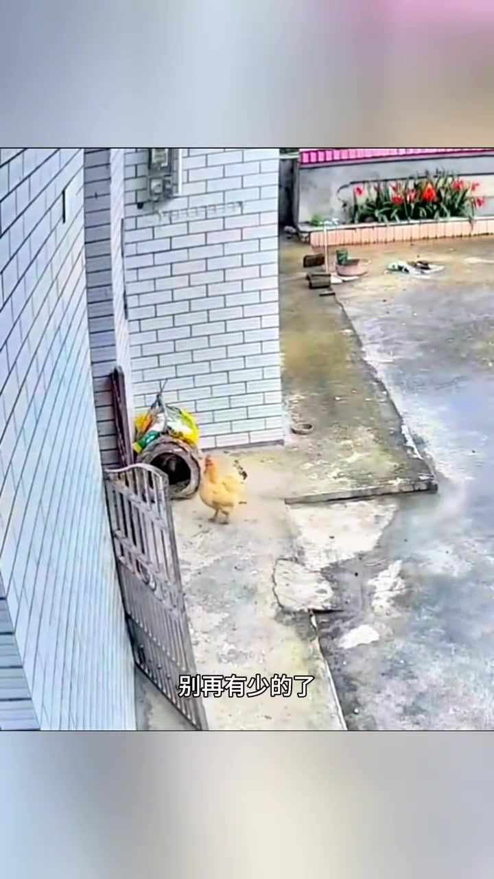 鸡妈妈保护小鸡