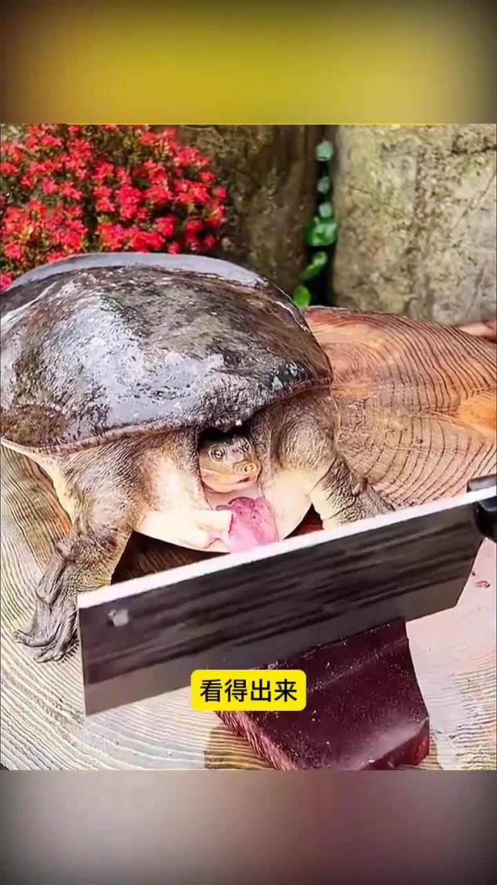 甲鱼不敢探出头了