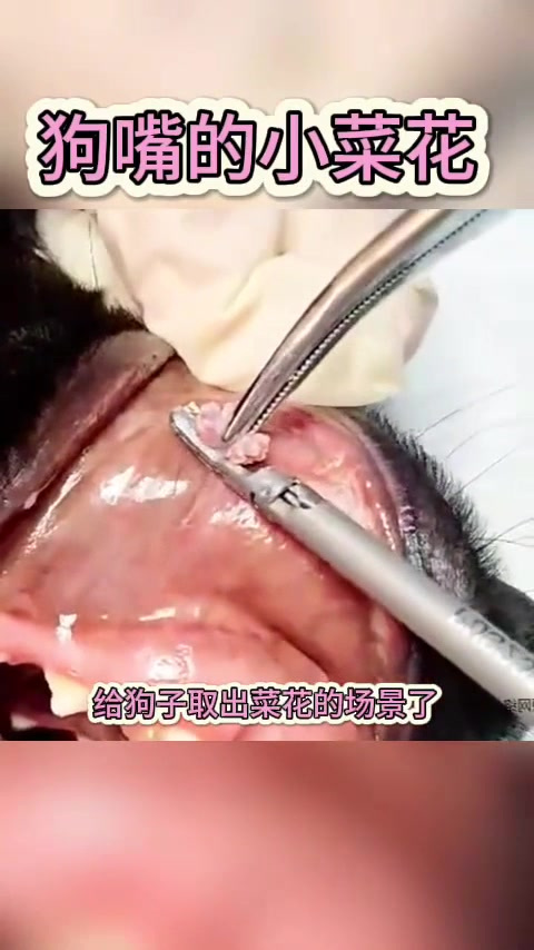 狗嘴的小菜花,这是怎么了