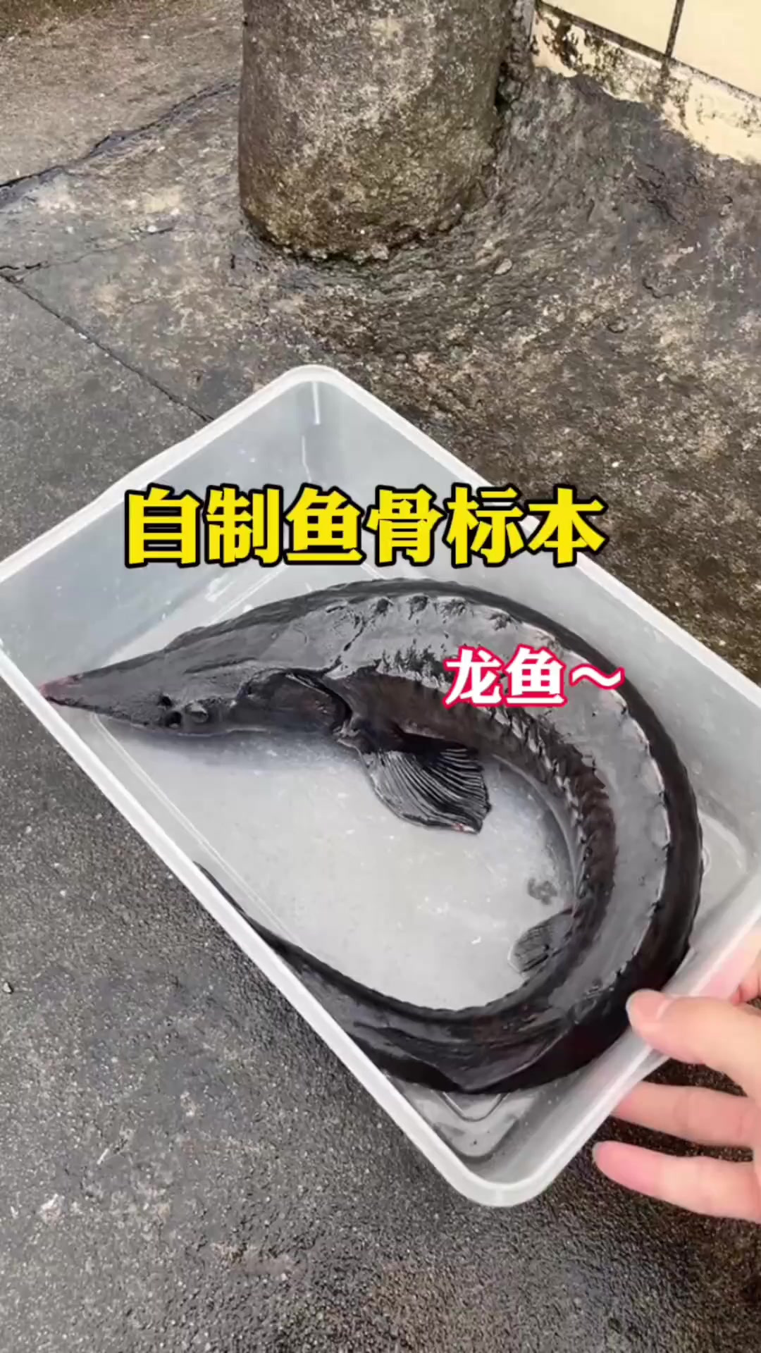 挑战自制鱼骨标本