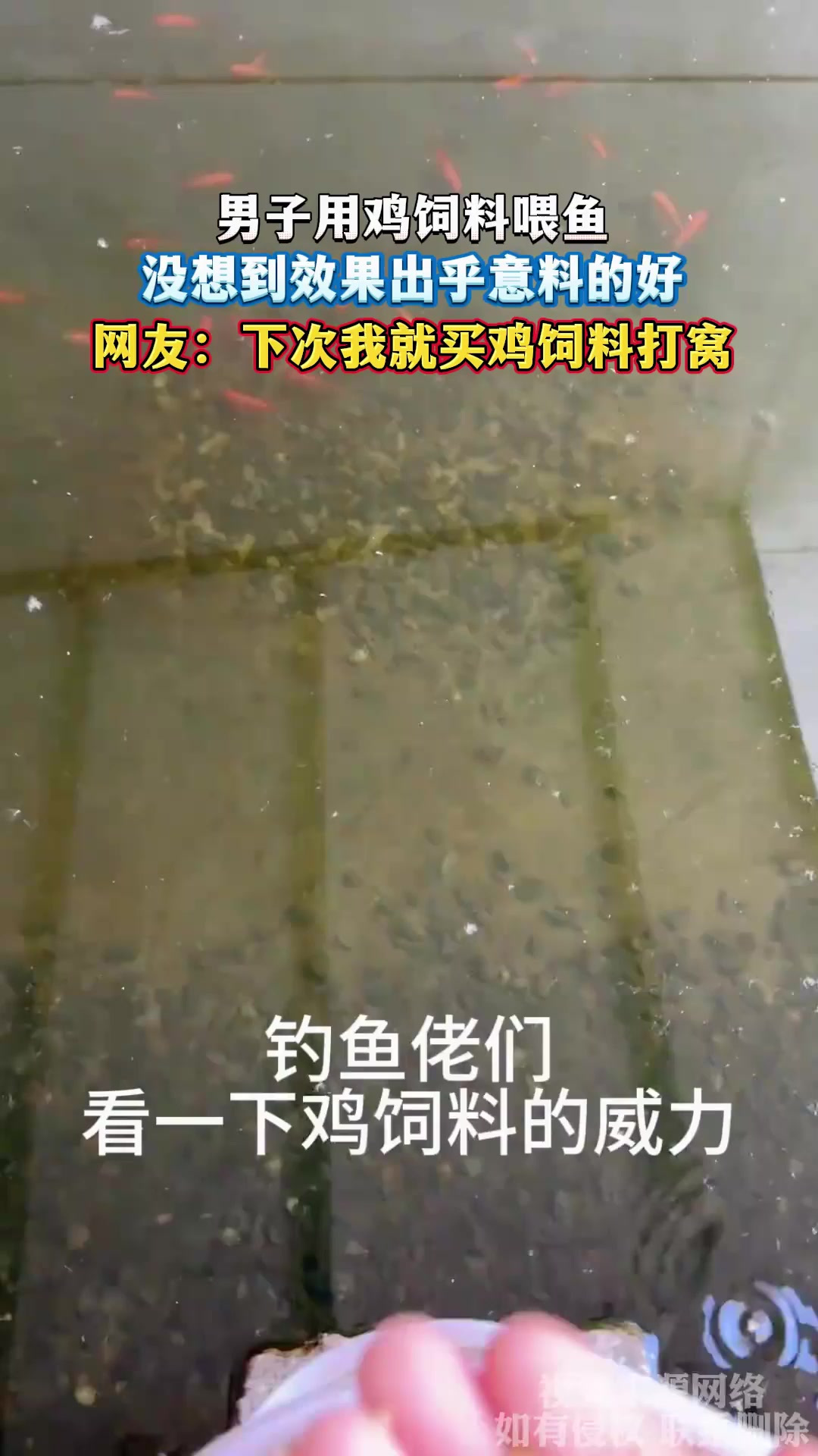 男子用鸡饲料喂鱼,没想到效果出乎意料的好,网友:下次我就买鸡