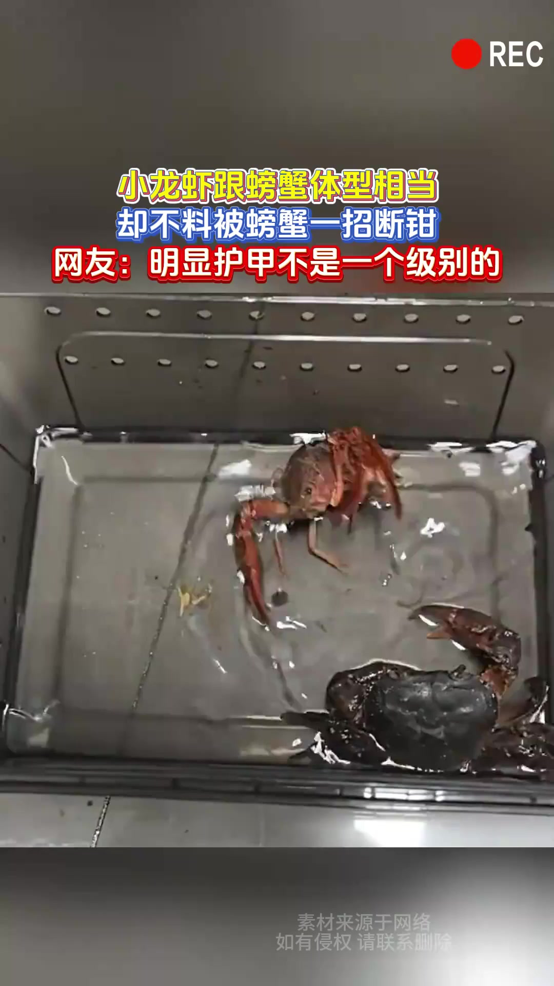 小龙虾跟螃蟹体型相当,却不料被螃蟹一招断钳,网友:明显护甲不
