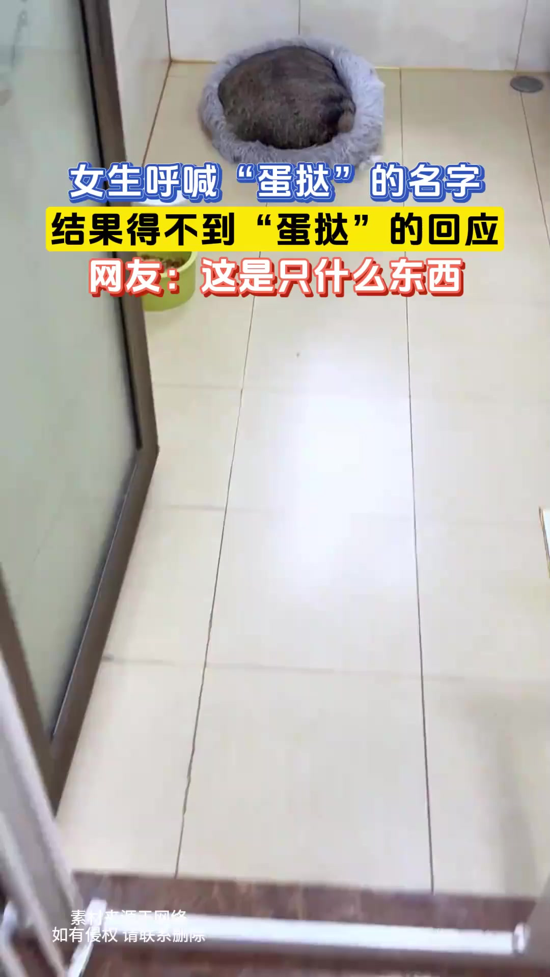 女生呼喊“蛋挞”的名字,结果得不到“蛋挞”的回应