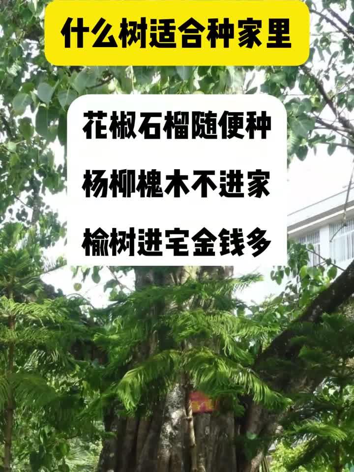 什么树适合种家里