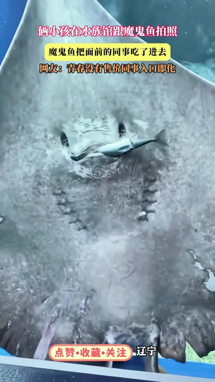 俩小孩在水族馆跟魔鬼鱼拍照,魔鬼鱼把面前的同事吃了进去,网友:青春没有售价同事入