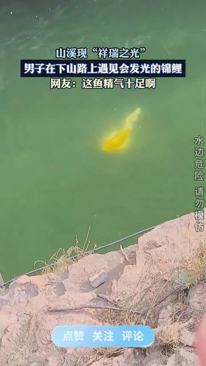 山溪现“祥瑞之光”,男子在下山路上遇见会发光的锦鲤