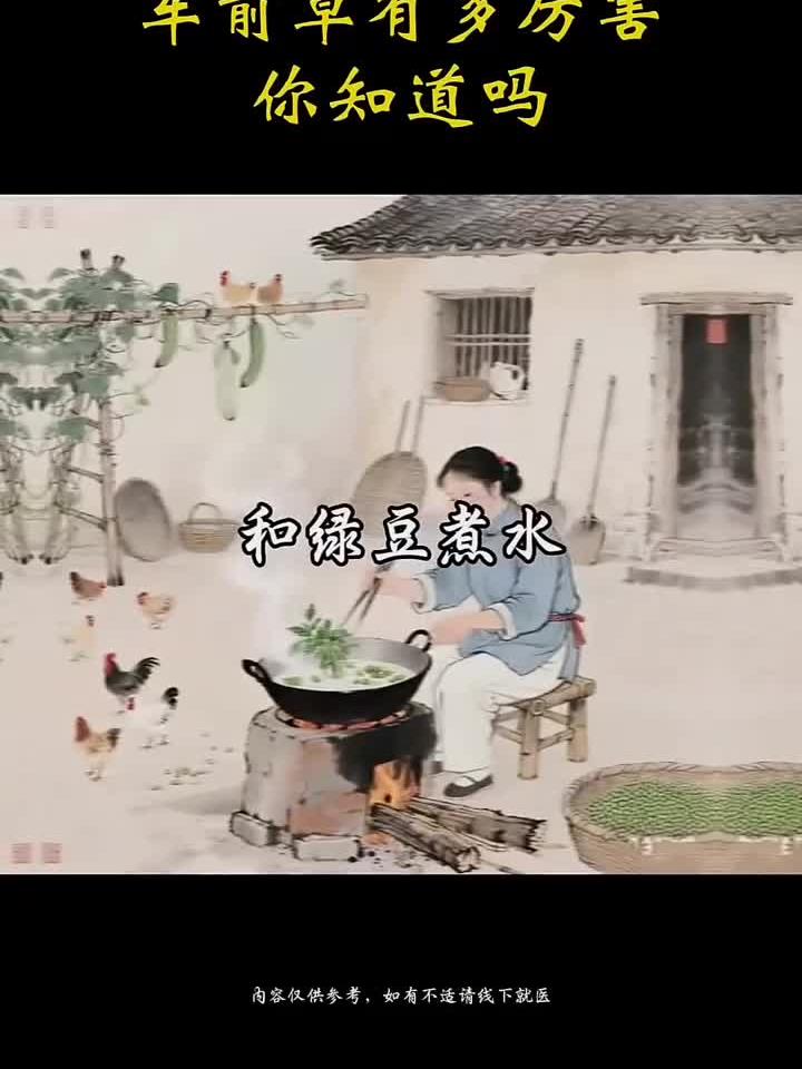 车前草煮水的惊人功效,你了解几个?