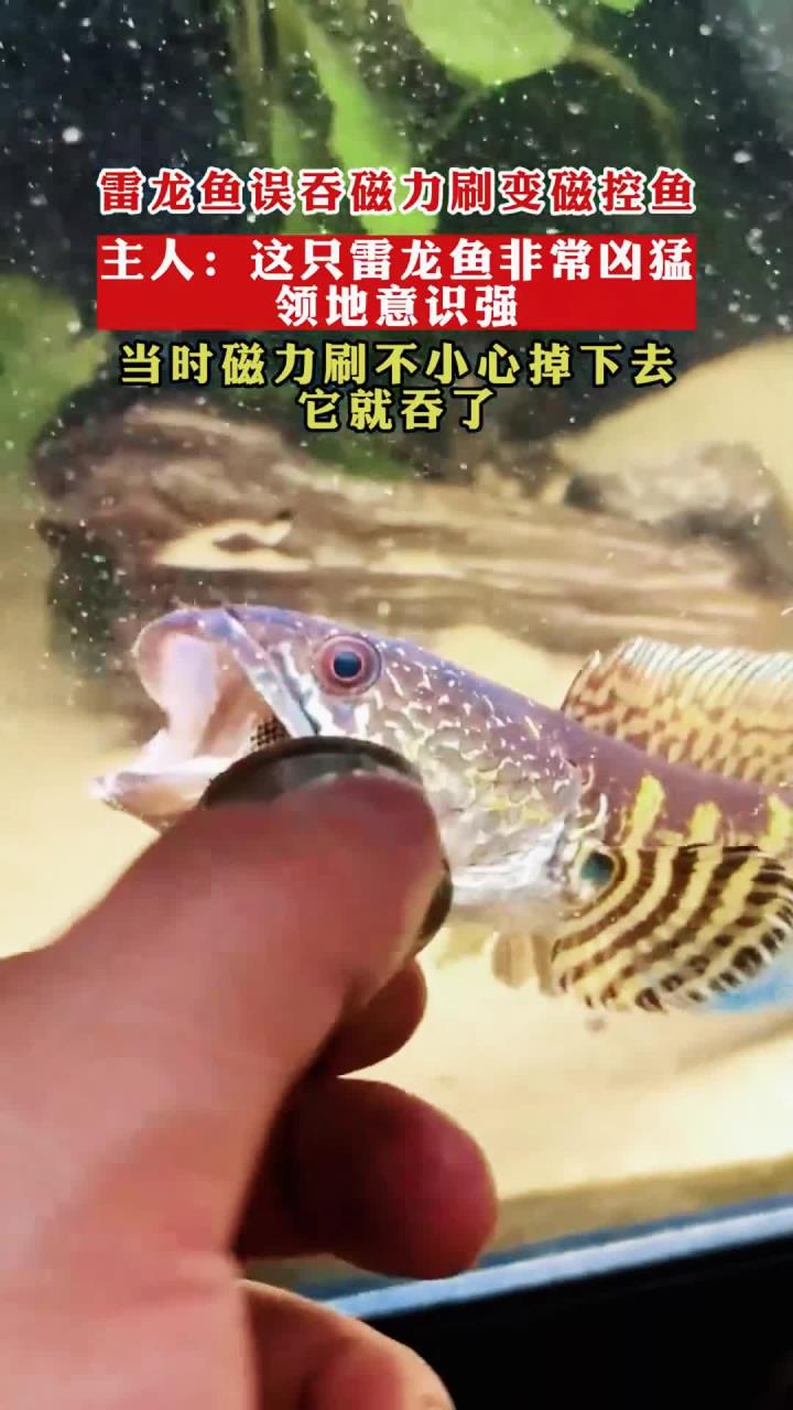 雷龙鱼误吞磁力刷变磁控鱼,主人:这只雷龙鱼非常凶猛领地意识强