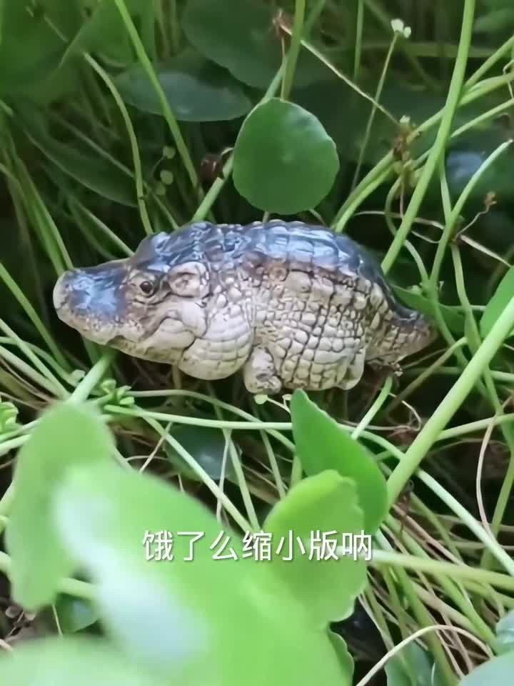 两箱迷你小鳄鱼，还好它妈妈不在