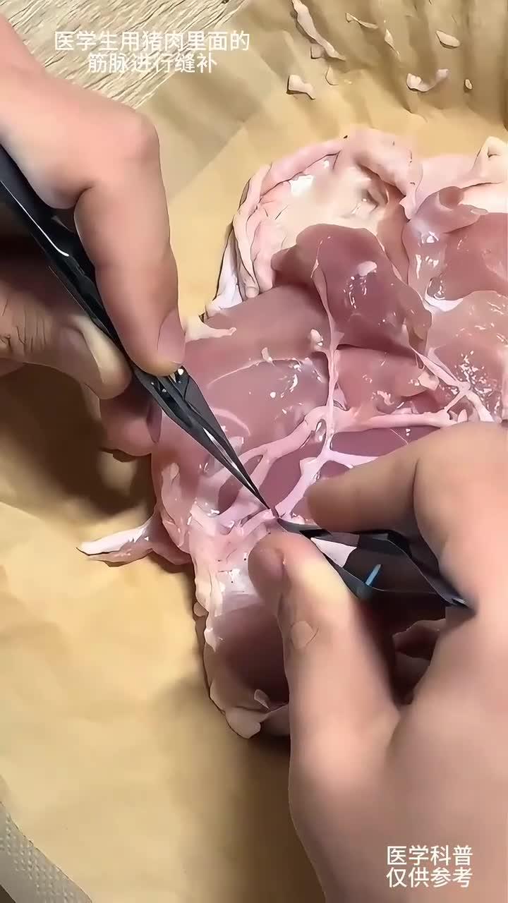 猪肉筋膜缝合技巧实战训练