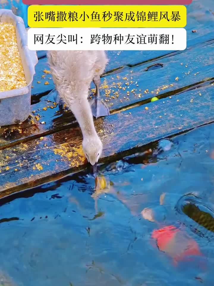 华美达酒店湖畔的小鹅鹅，在线喂养小鱼鱼，跨物种的友谊吧！