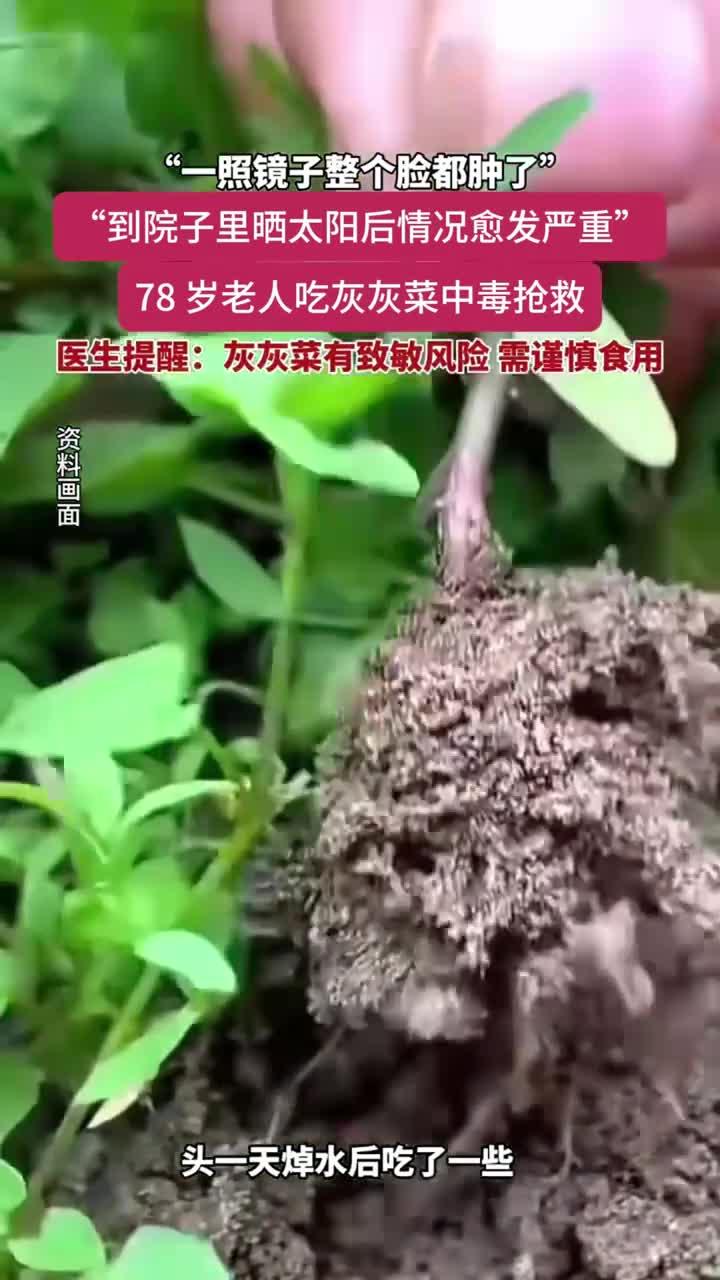 78岁老人吃灰灰菜中毒进医院抢救，医生建议谨慎食用灰灰菜