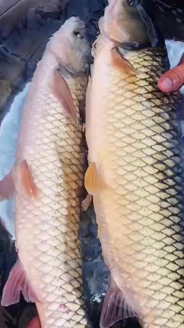 一次认识8种淡水鱼,你都吃过吗?带你认识鲸鱼体型排行榜